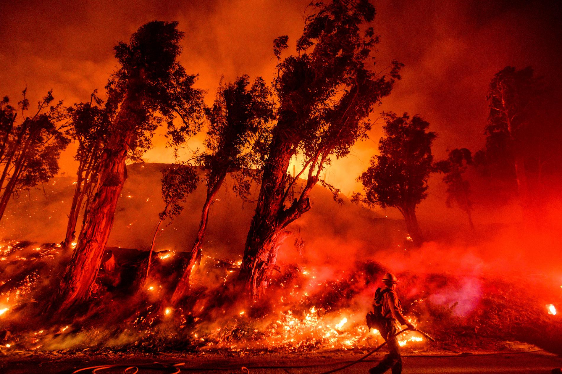 Лесные пожары в Австралии 2019