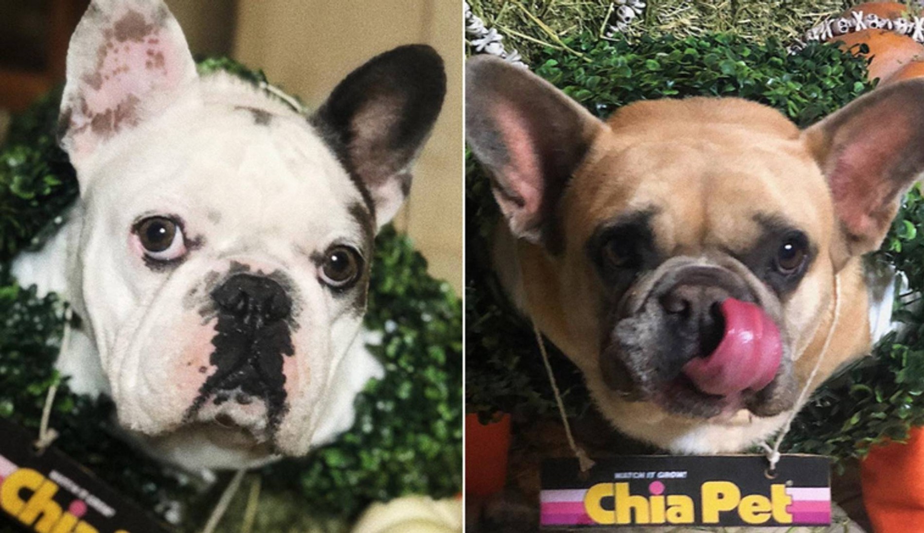 Пропавшие собаки Леди Гаги
Фото © CNN