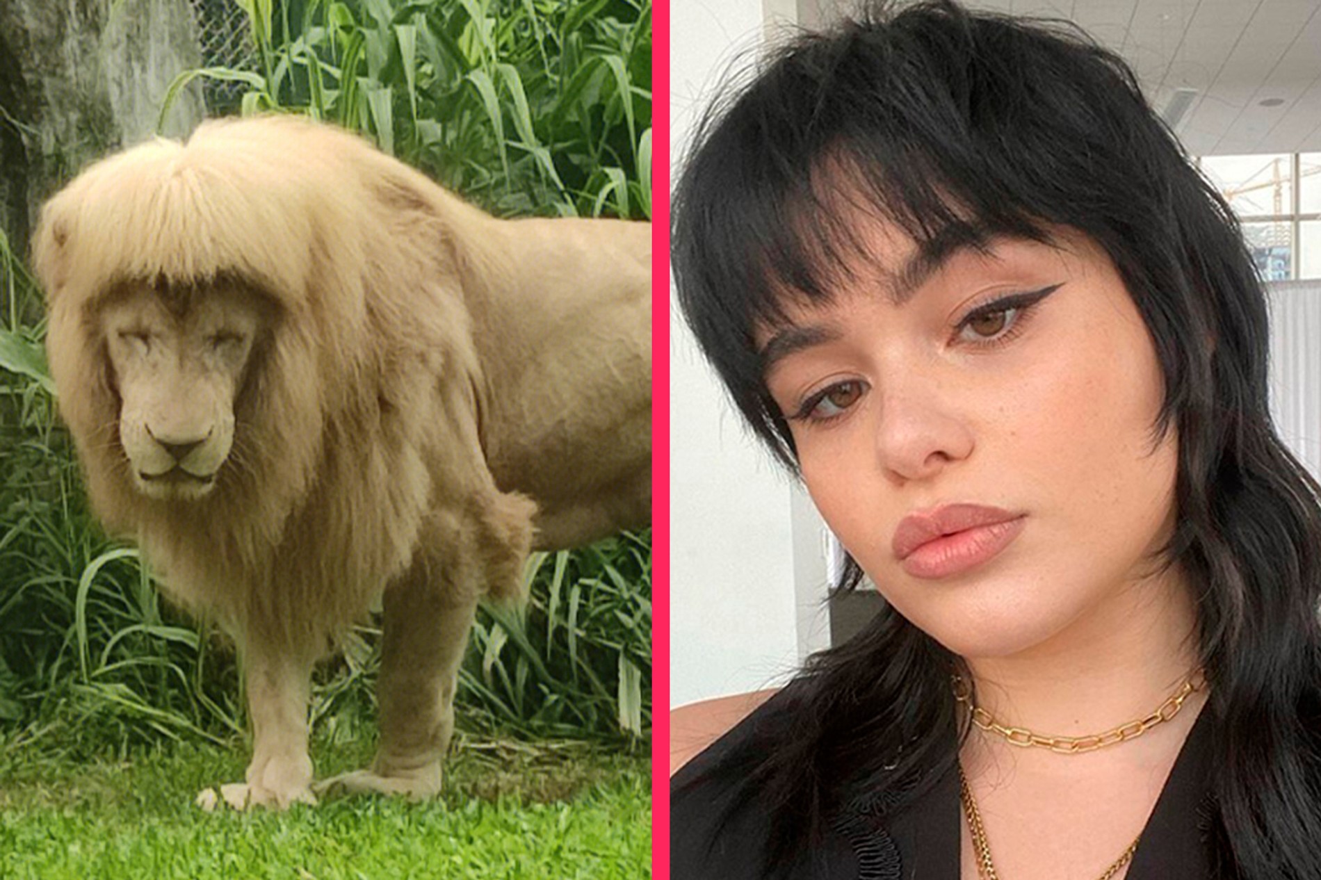 Ханг Ханг и Барби Феррейра
Фото: соцсеть Weibo, Инстаграм (запрещен в РФ), коллаж Super