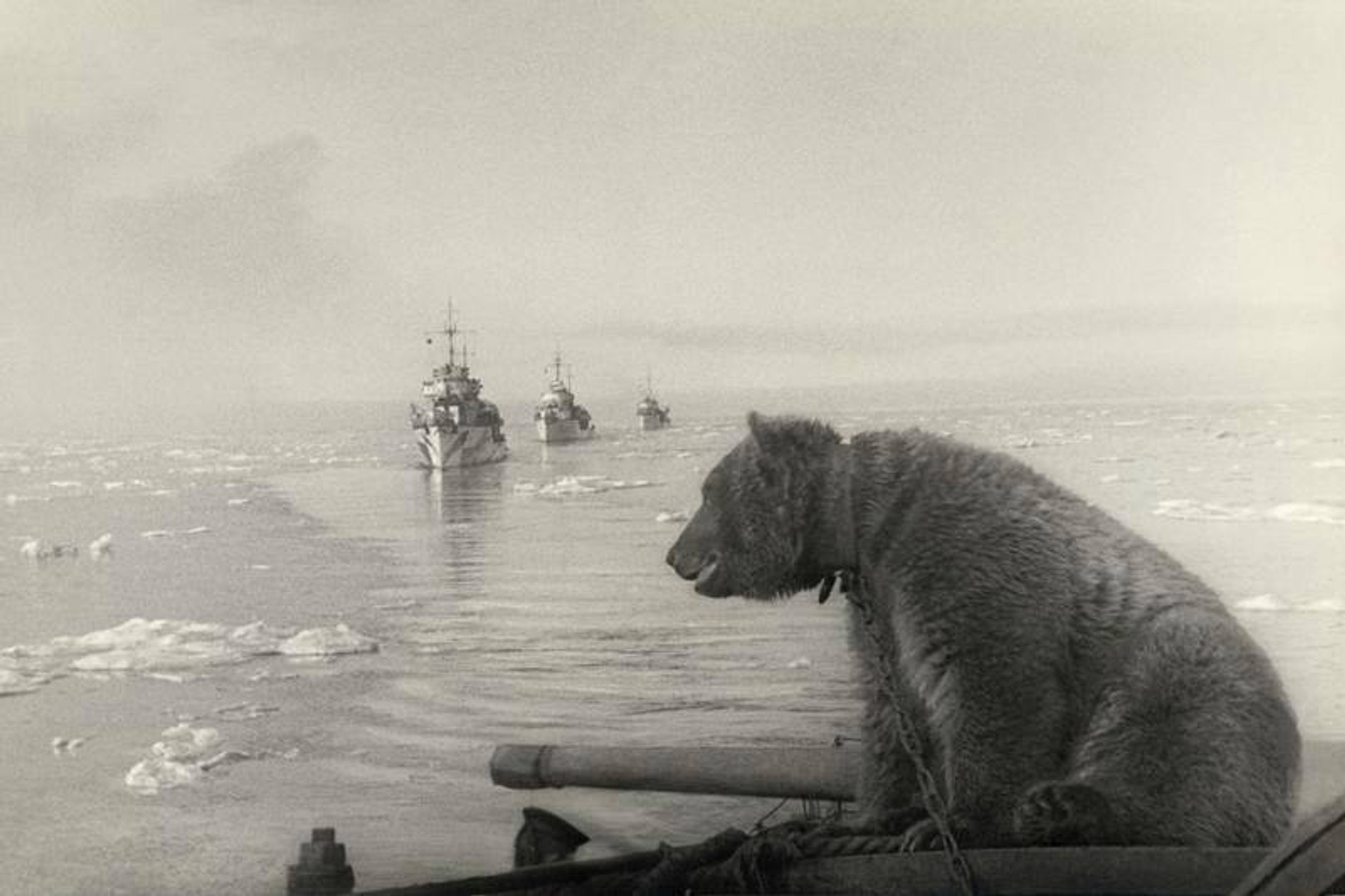 Медвежонок Маша — воспитанница краснофлотцев (1941–1943). Фото: Сергей Шиманский