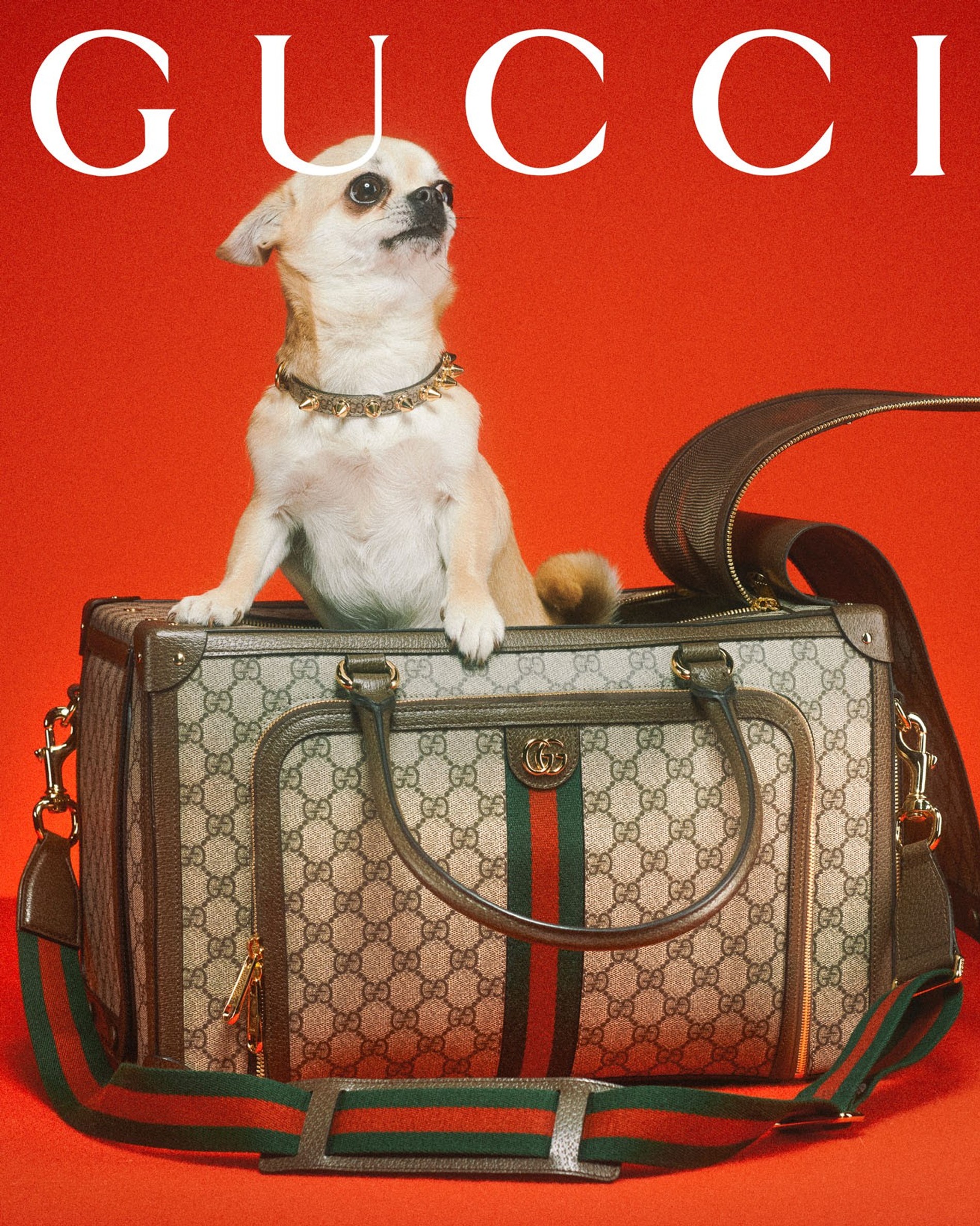 Фото: Max Siedentopf / Gucci