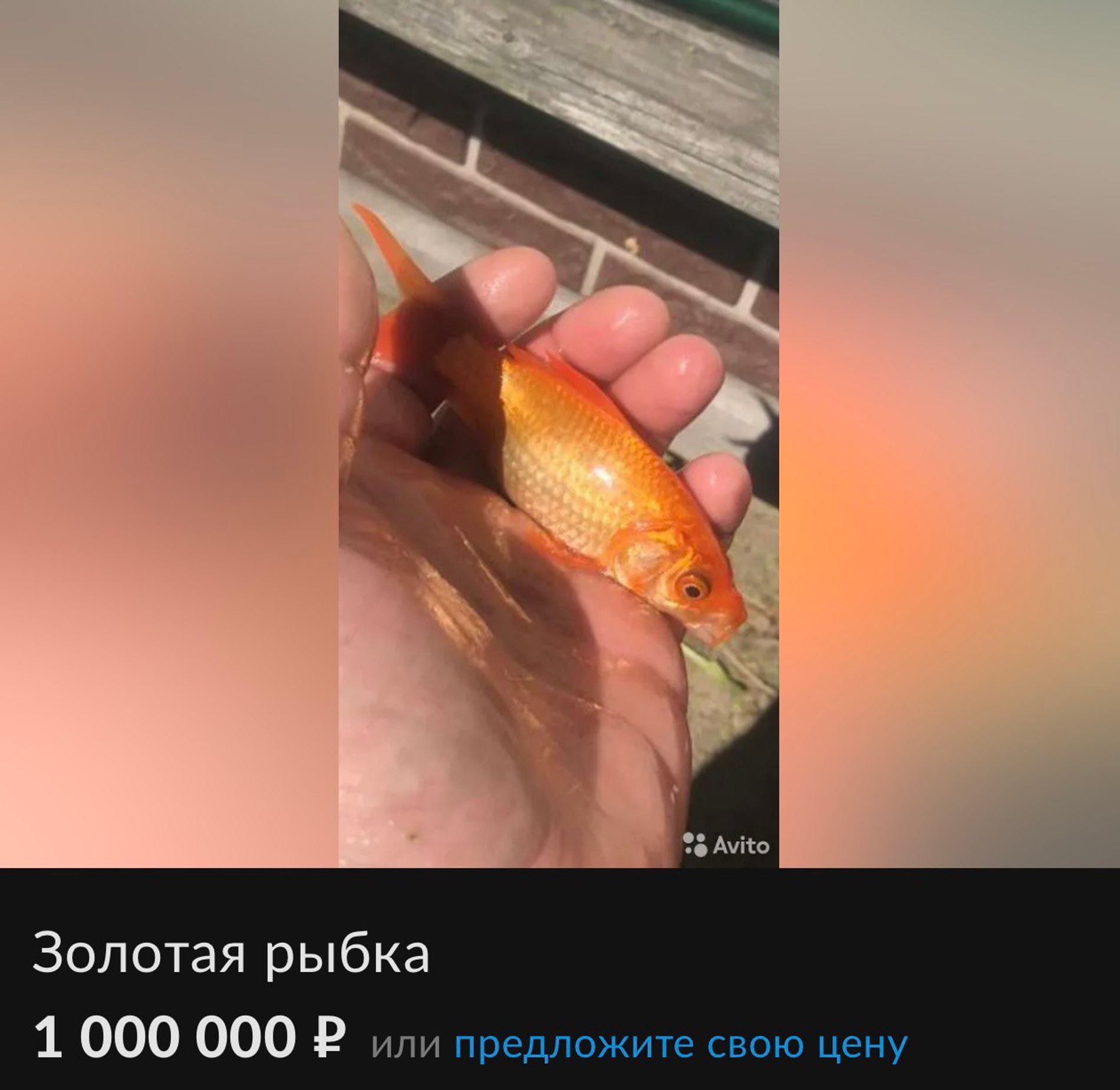 Фото: Avito