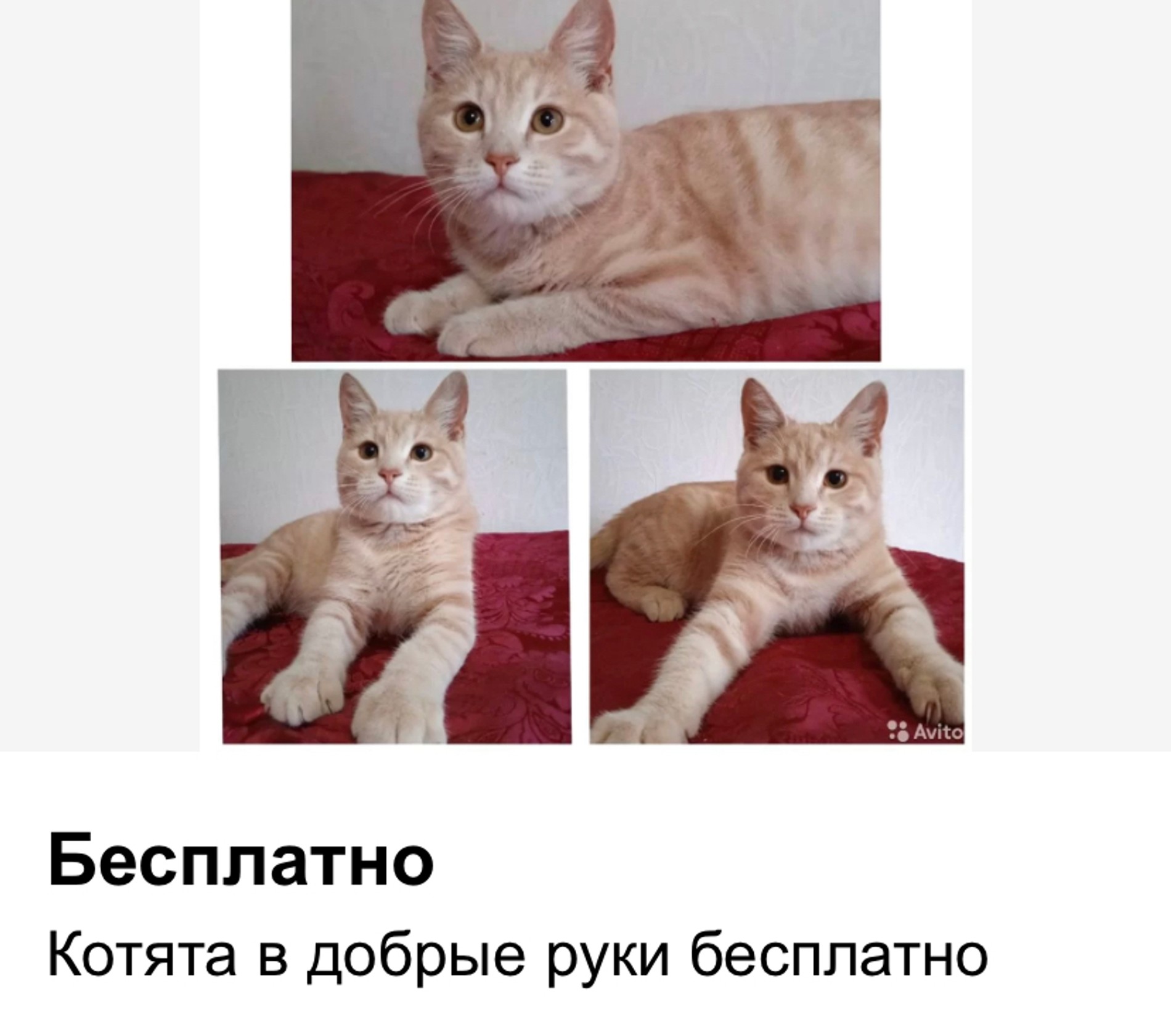 Источник: Avito