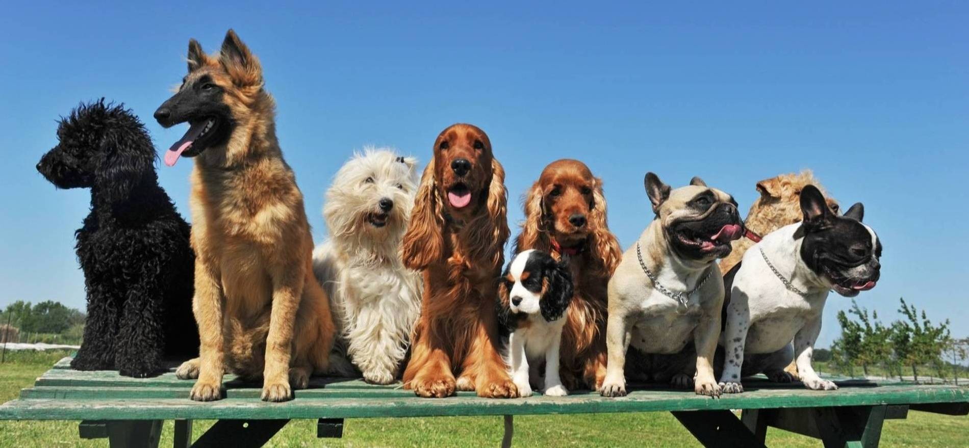 Служебные собаки разных пород