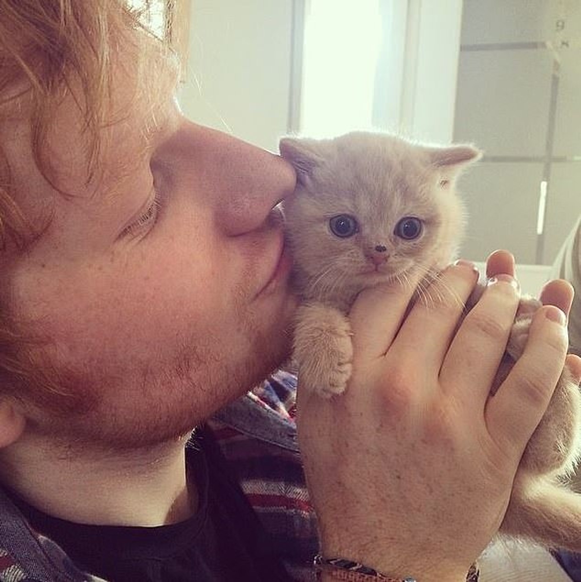 Певец Эд Ширан с шотландским вислоухим котенком
Фото: Инстаграм (запрещен в РФ)