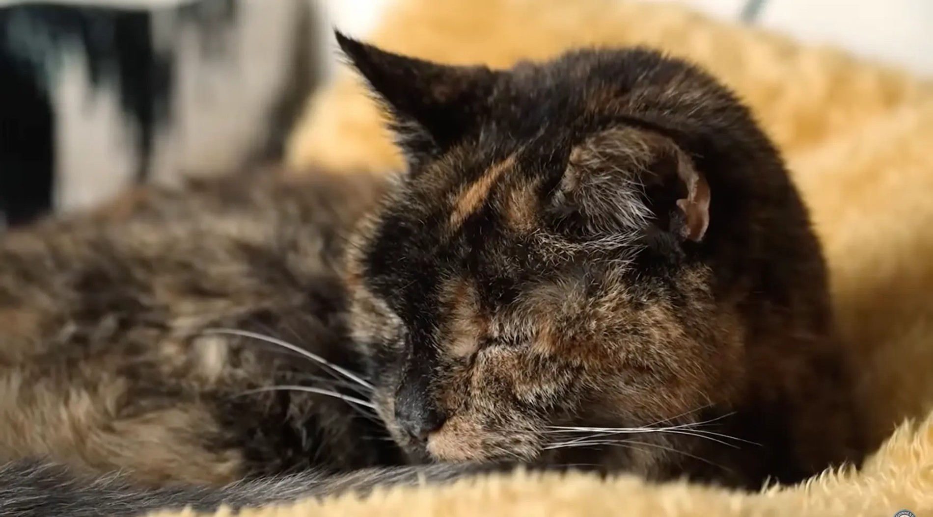 Кошке Флосси сейчас 27 лет
Фото: NY post