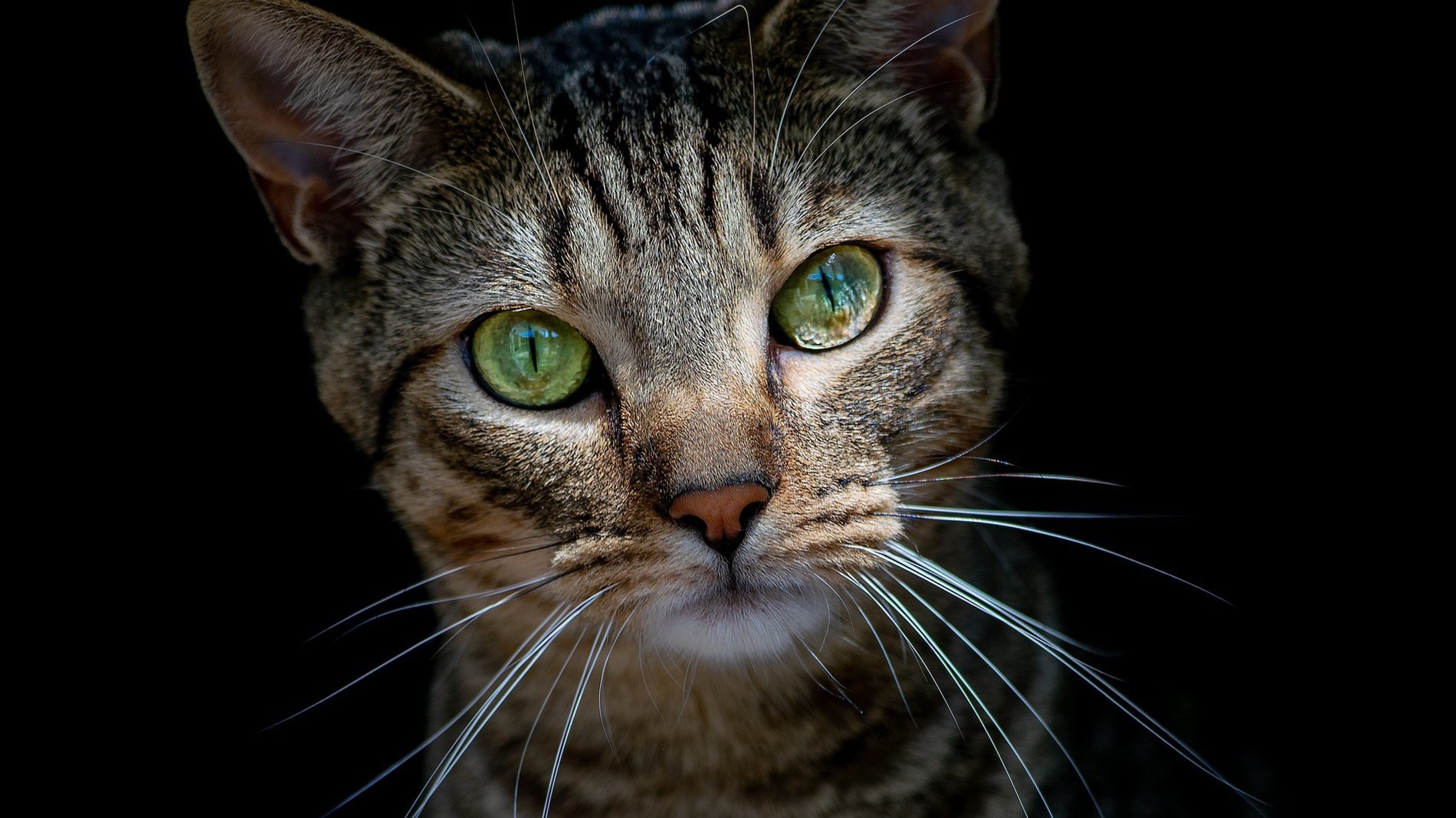 Кот спровоцировал скандал на ЧМ-2022: видео