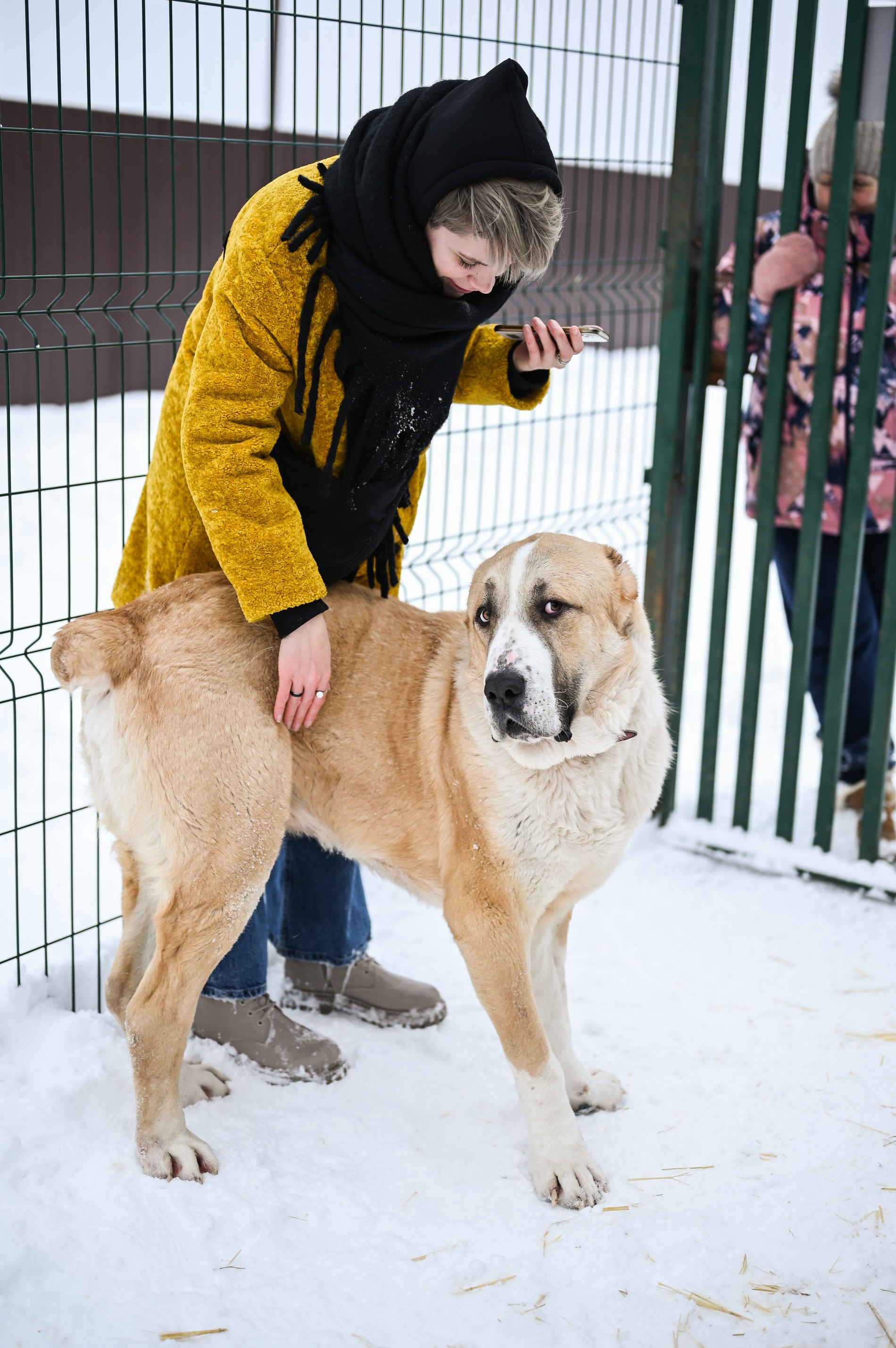 Дом хрупких алабаев: как помогают собакам в передержке DogSpace