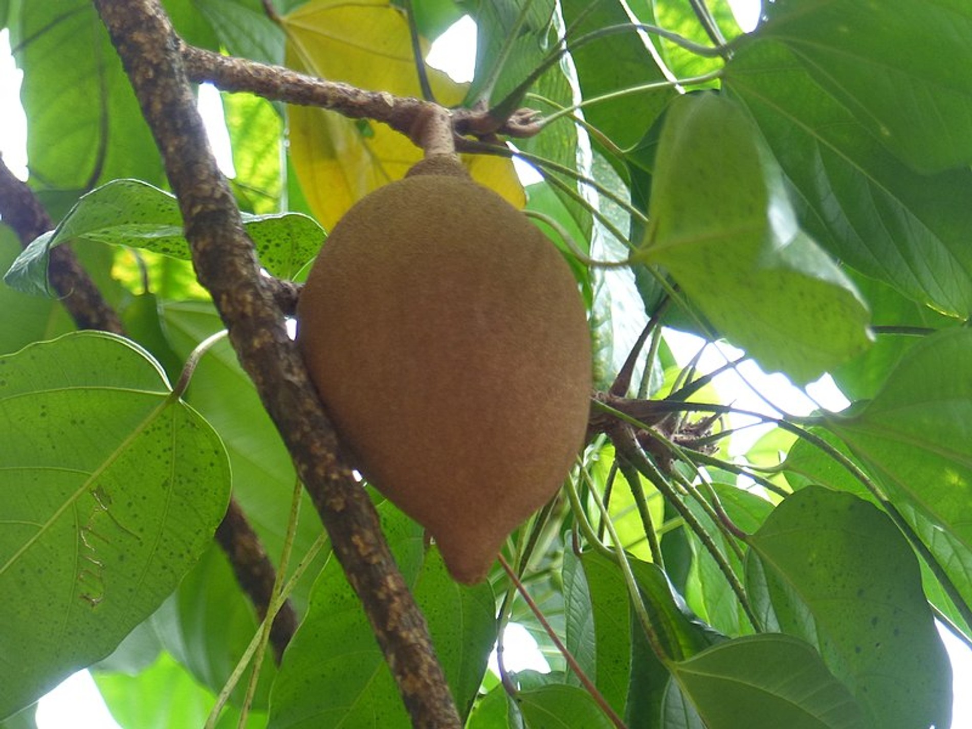 Фото: Википедия