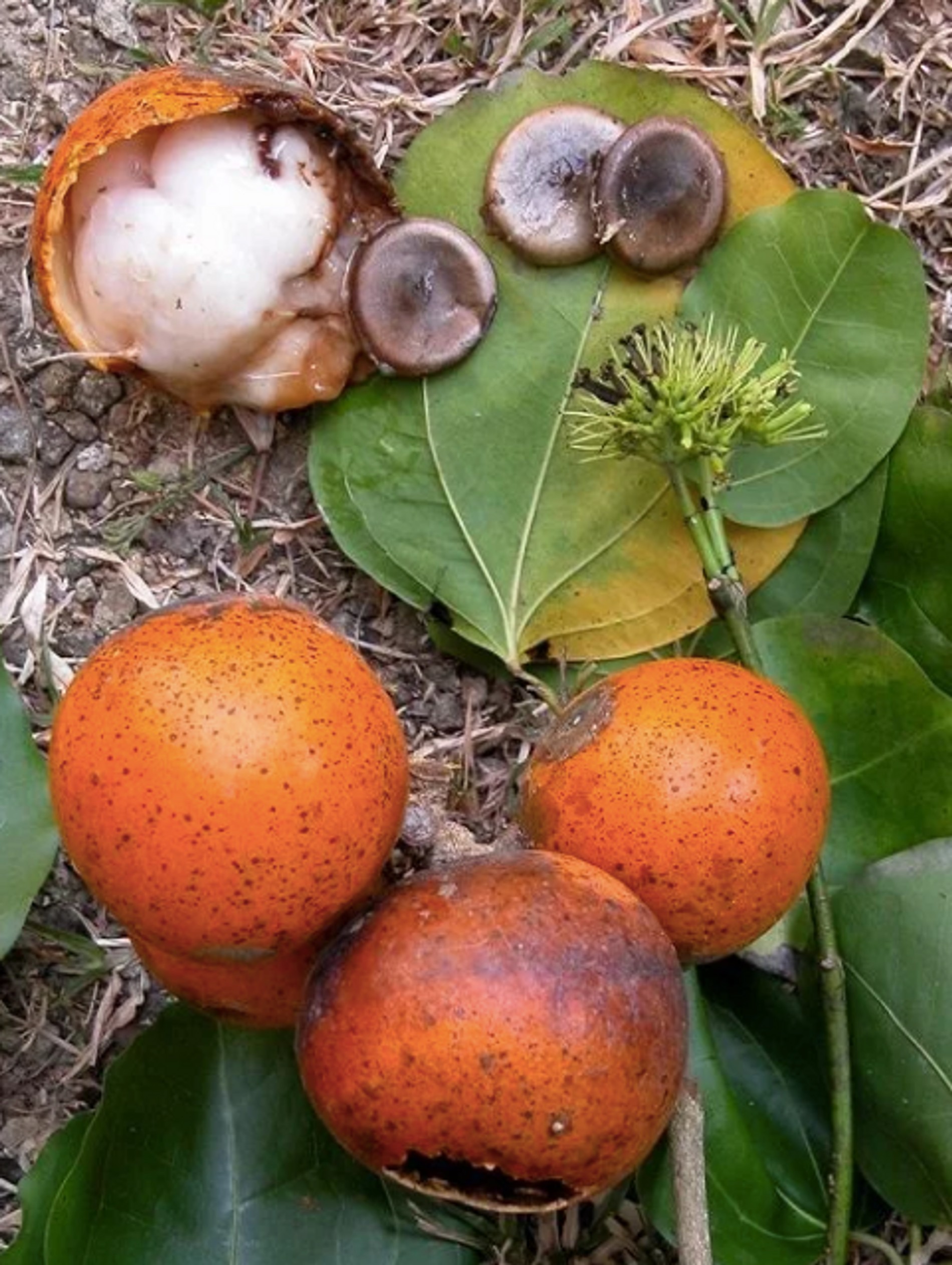 Фото: herbariovaa.org