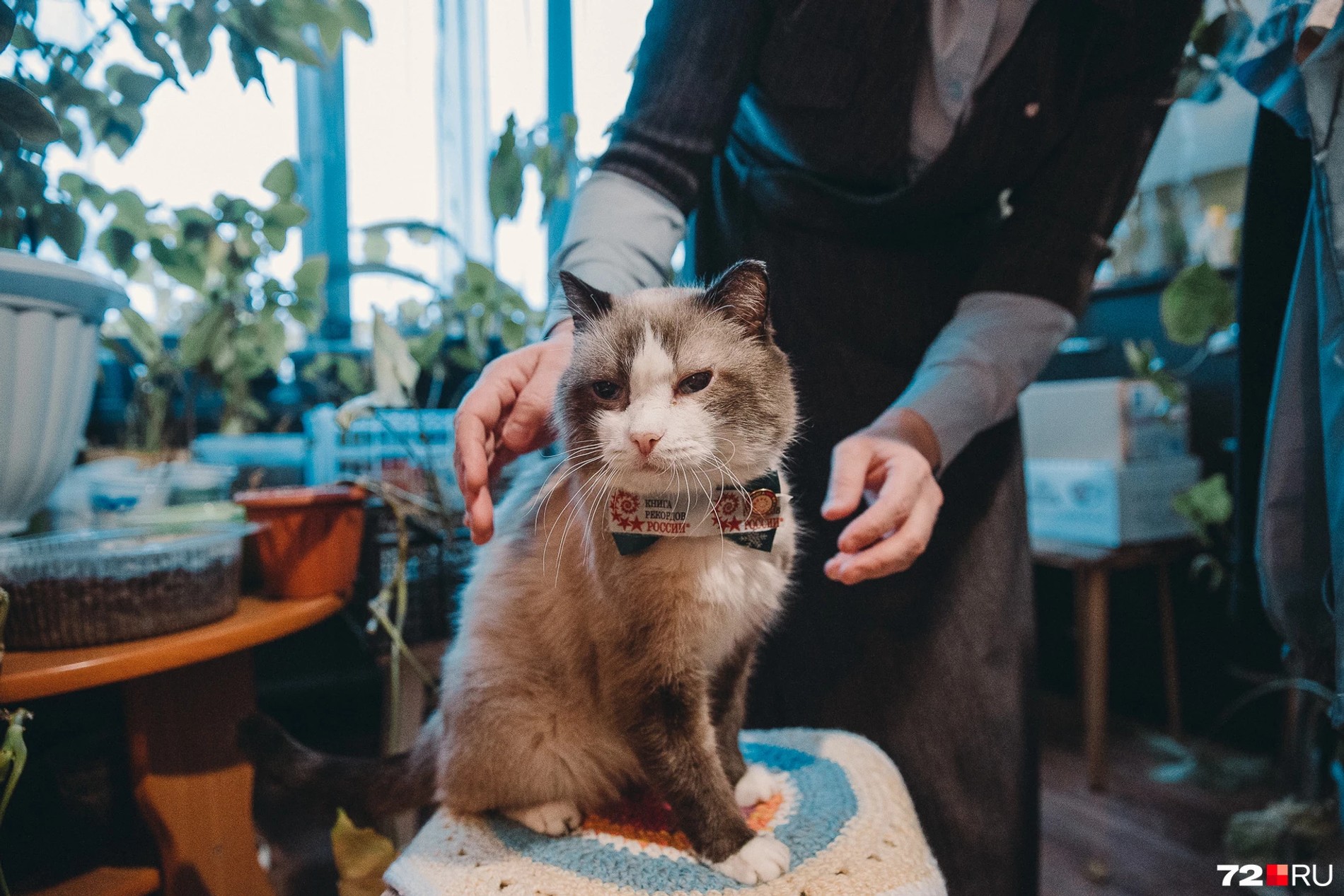 Кот Дашун
Фото: 72.ru
Фотограф: Ирина Шарова