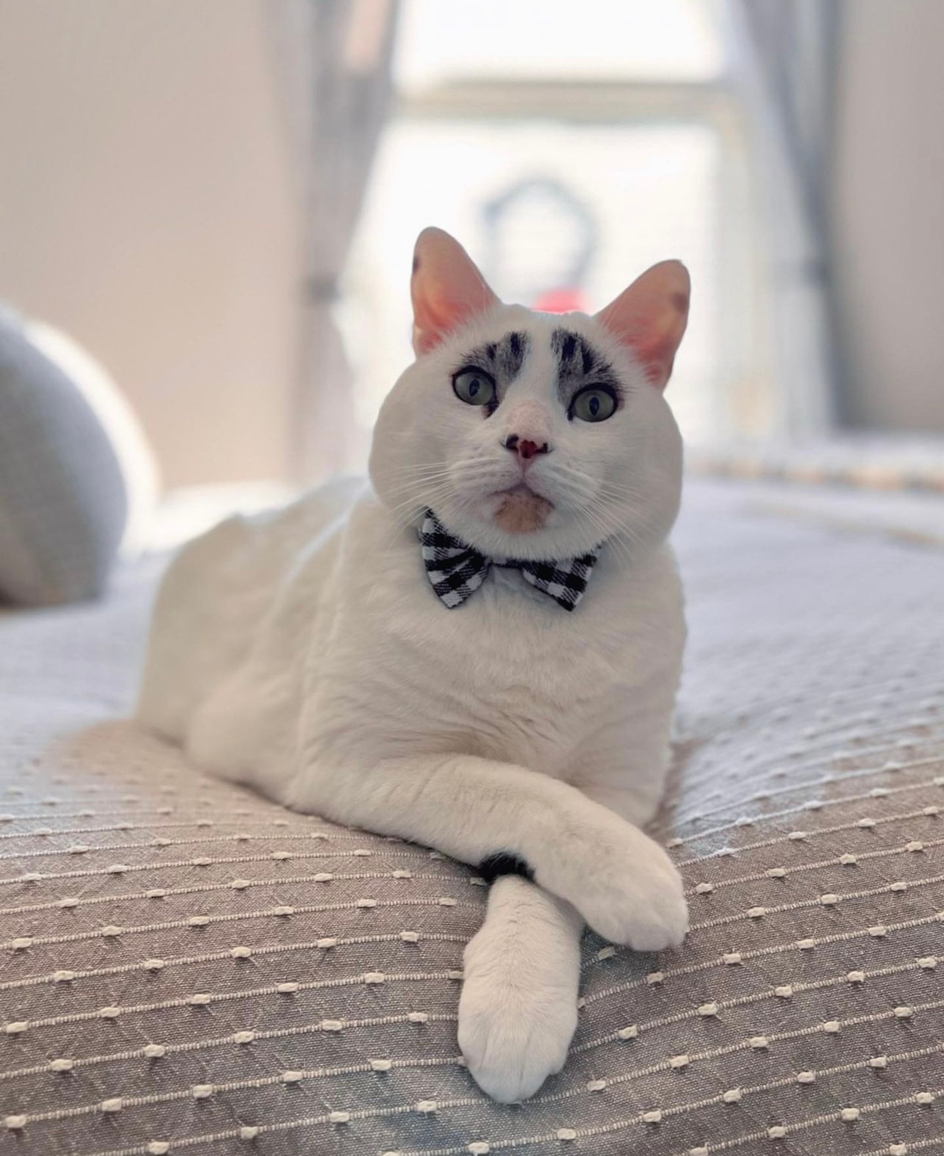 Кот Сквид
Фото: Инстаграм (запрещен в РФ) @squidy.cat