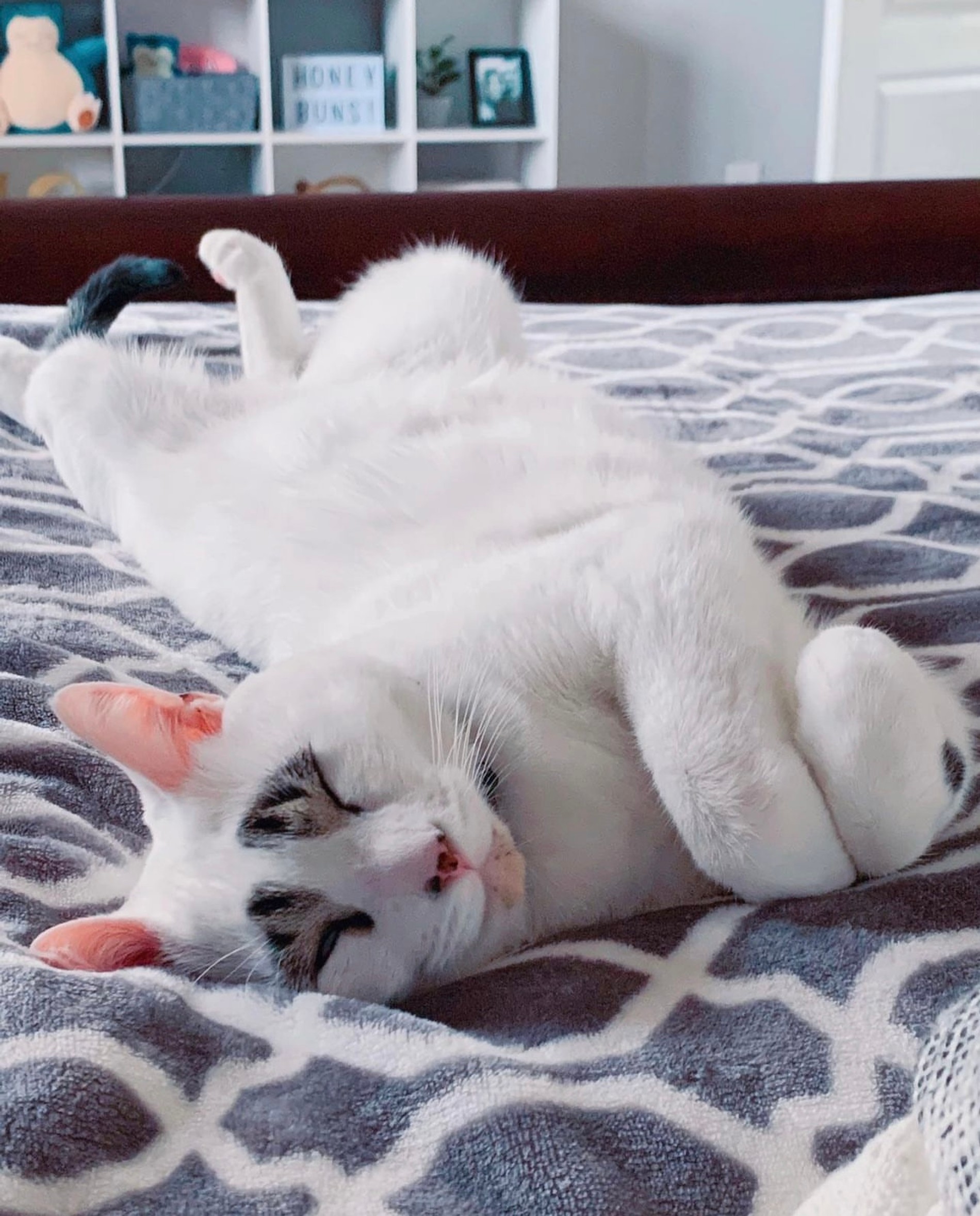 Кот Сквид
Фото: Инстаграм (запрещен в РФ) @squidy.cat