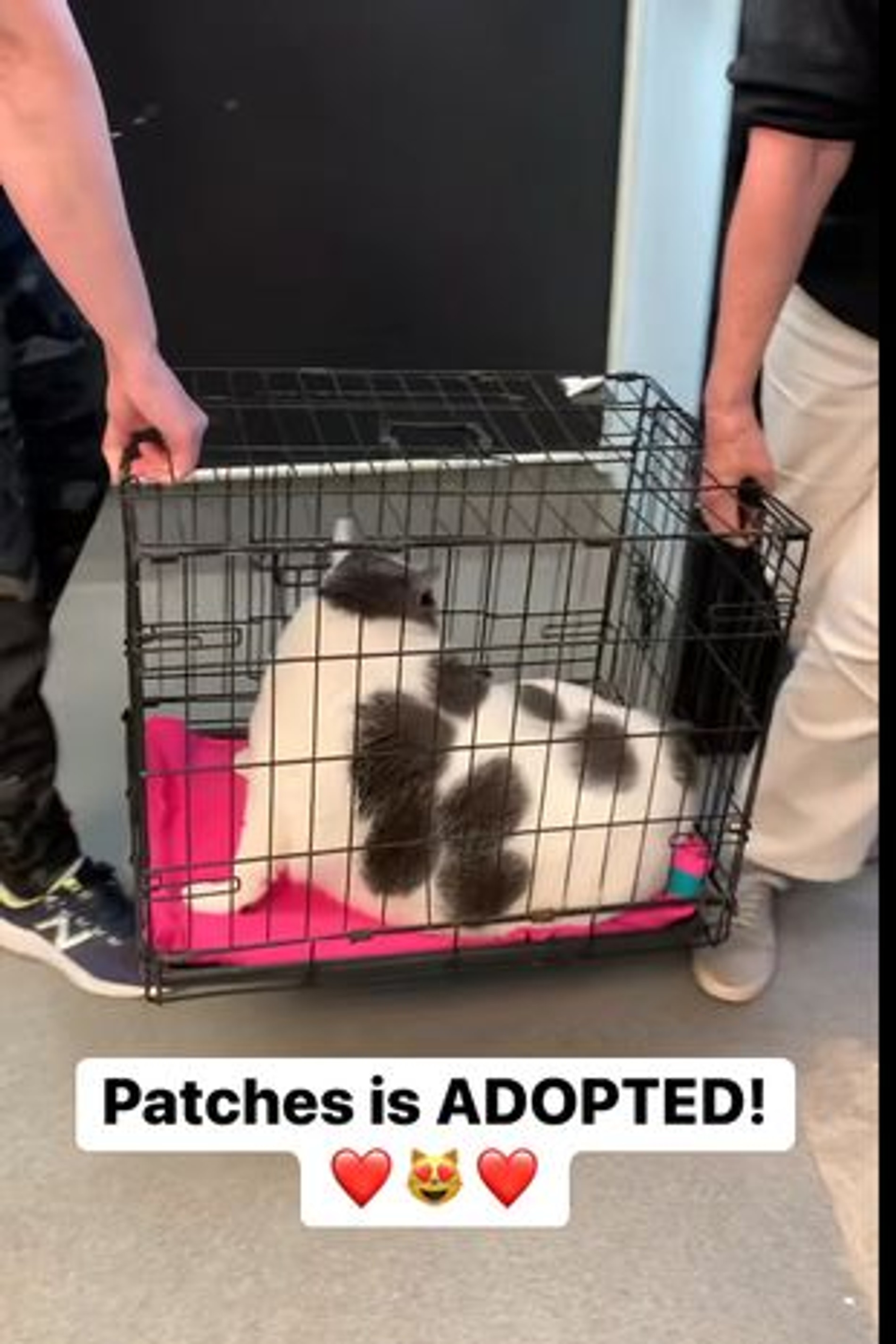 Патча перевозят в новый дом
Фото: Facebook (запрещен в РФ)