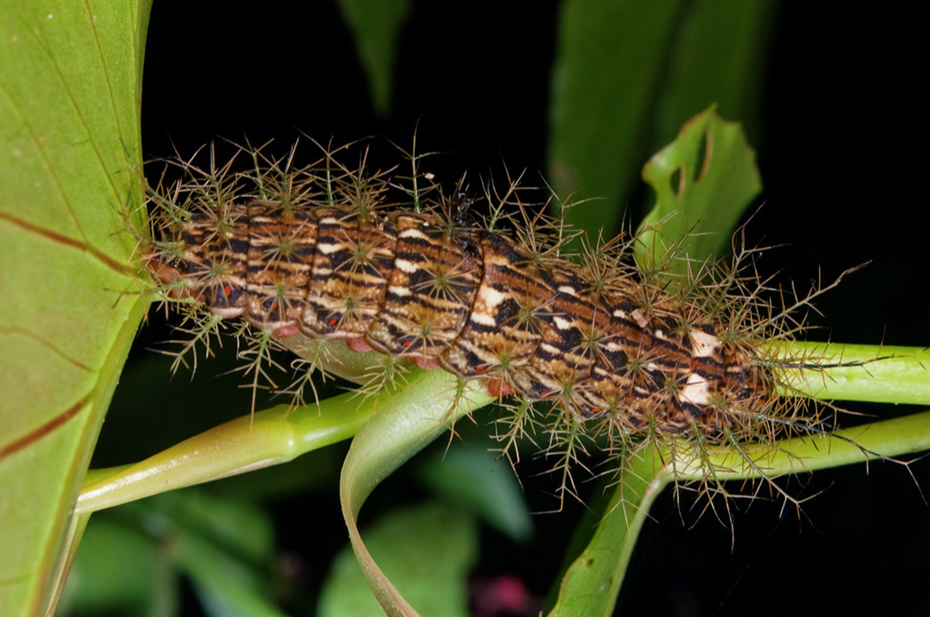 Фото: Flickr @techuser