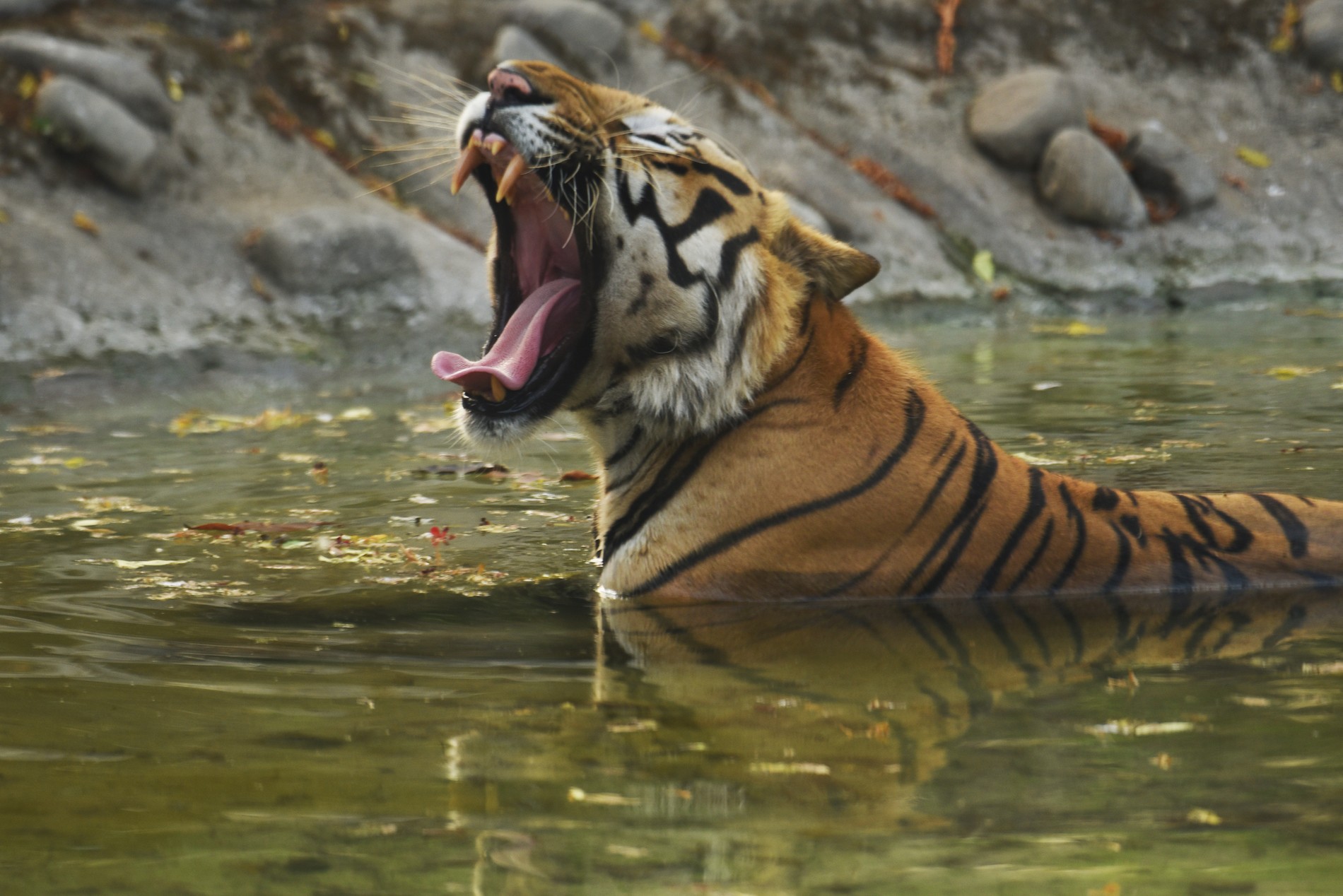 26-летняя девушка из Приморья заявила, что на нее напал амурский тигр ...