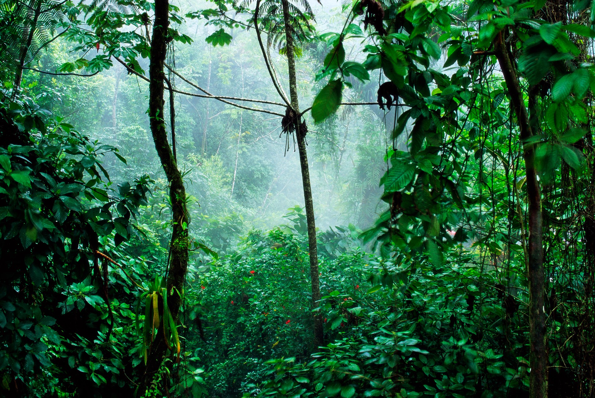 In the jungle. Экваториальные леса. Леса джунгли. Джунгли в реальной жизни. Леса Южной Америки.