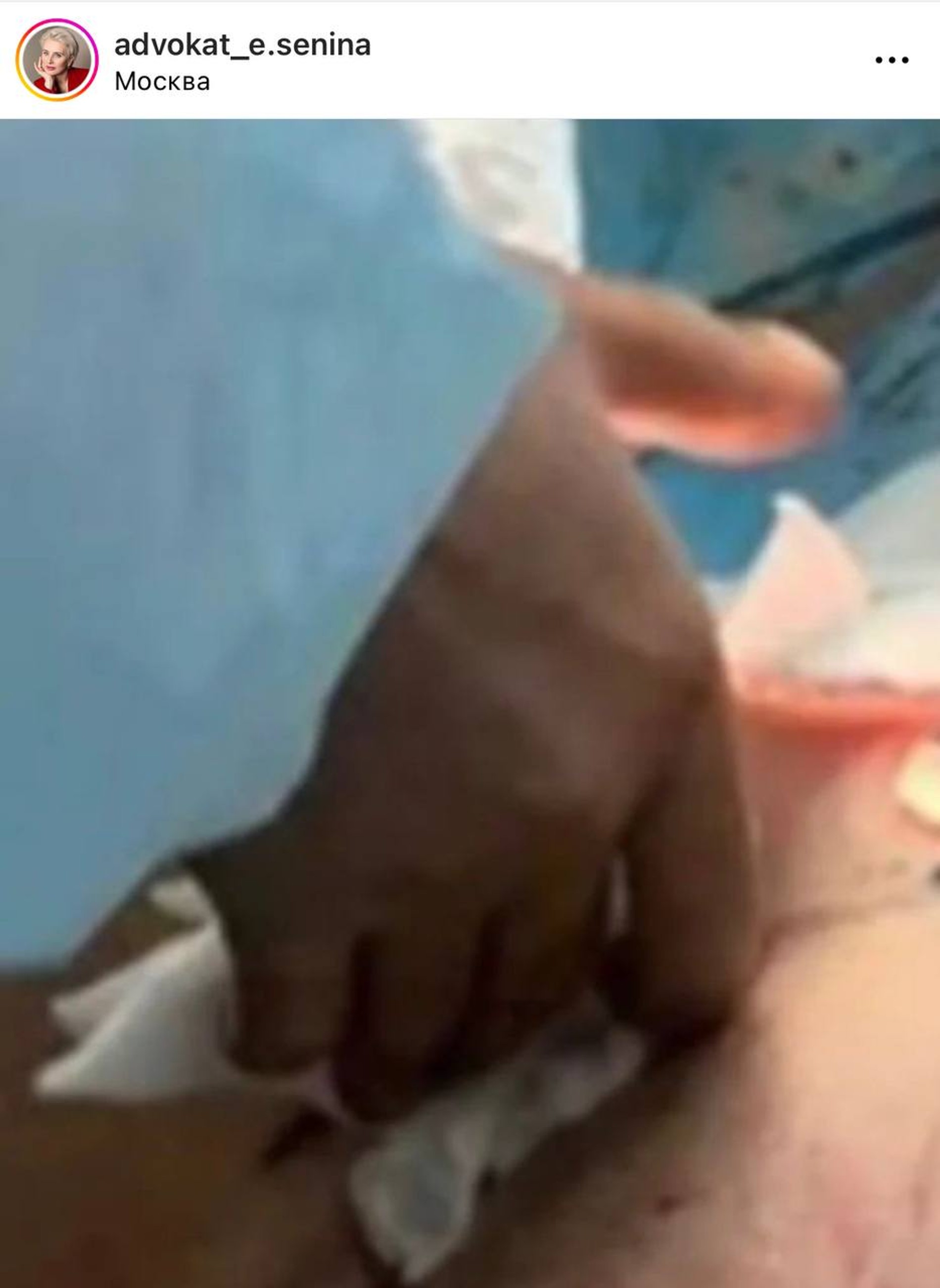 Скриншот из инстаграма (запрещен в РФ) адвоката Елены Сениной @advokat_e.senina
