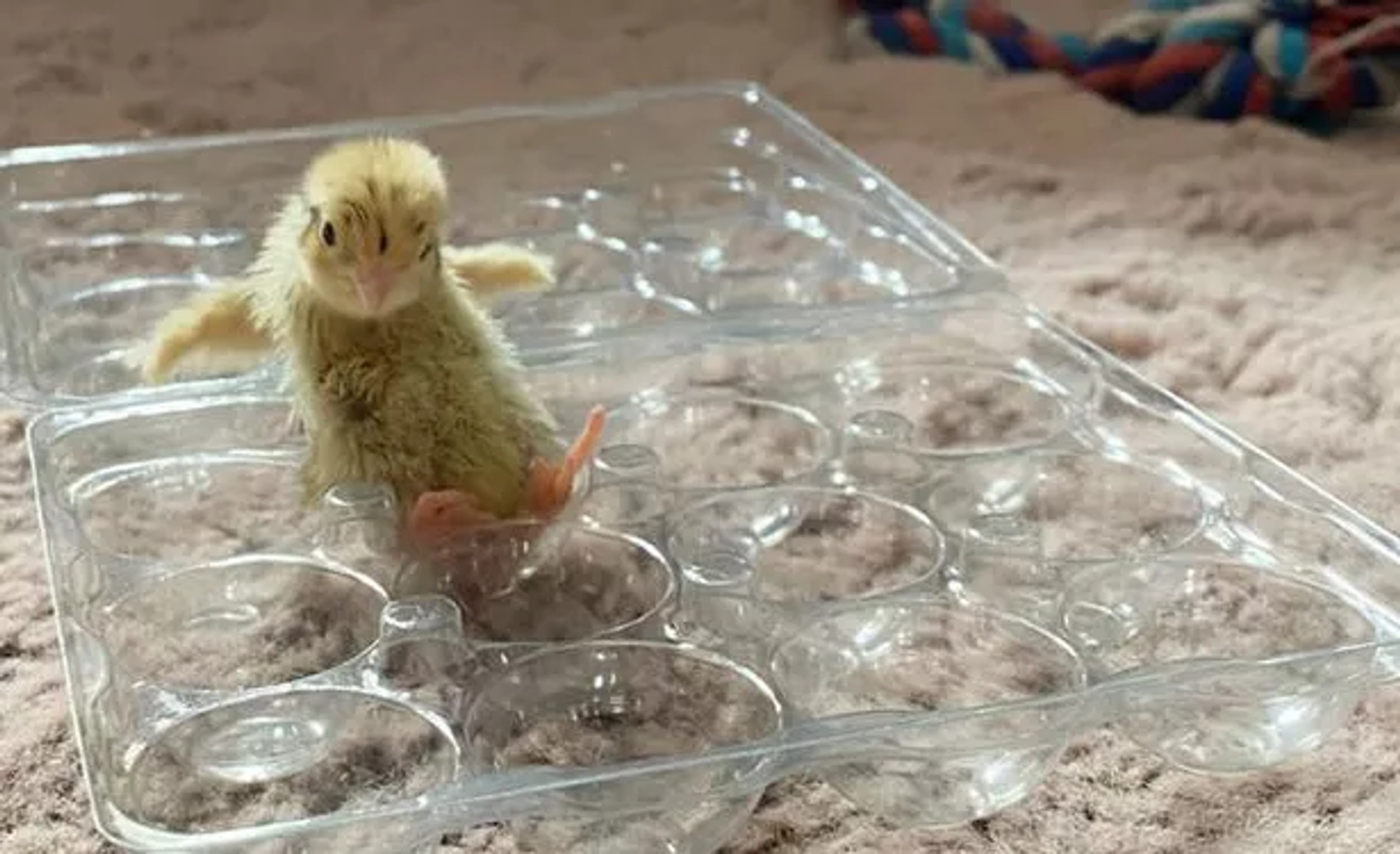 Птенец Зары. Фото: соцсети