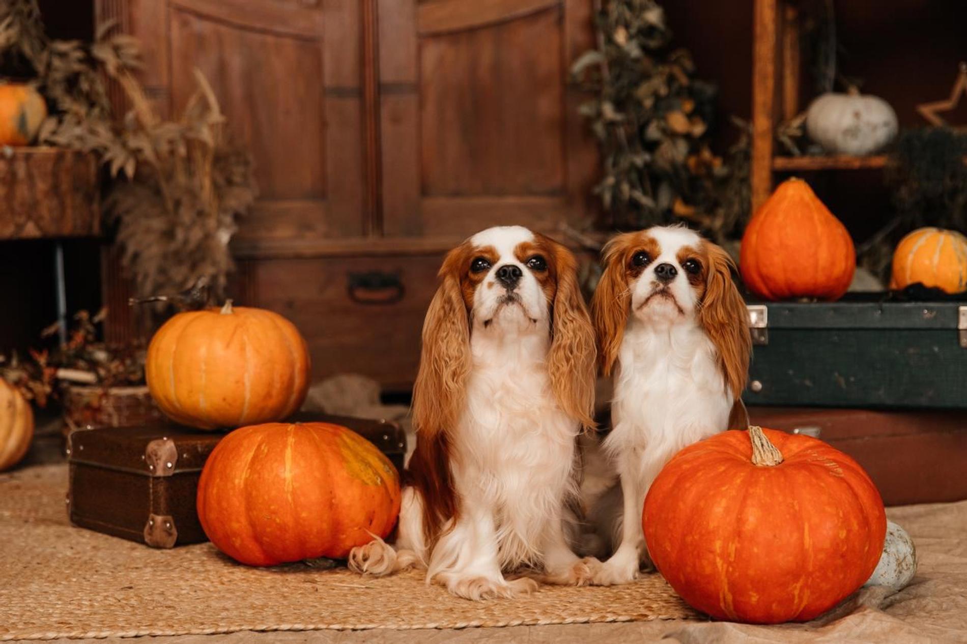 Родители щенков. Фото: Super