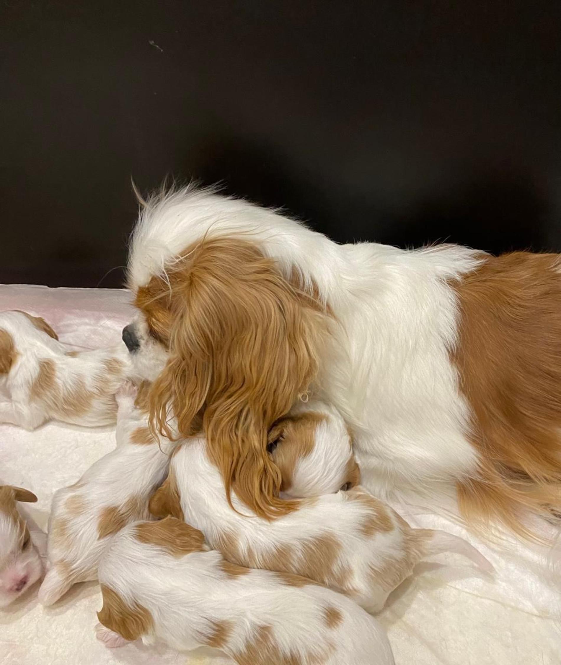 Кавалер-кинг-чарльз-спаниель Энни со своими щенками. Фото: Super