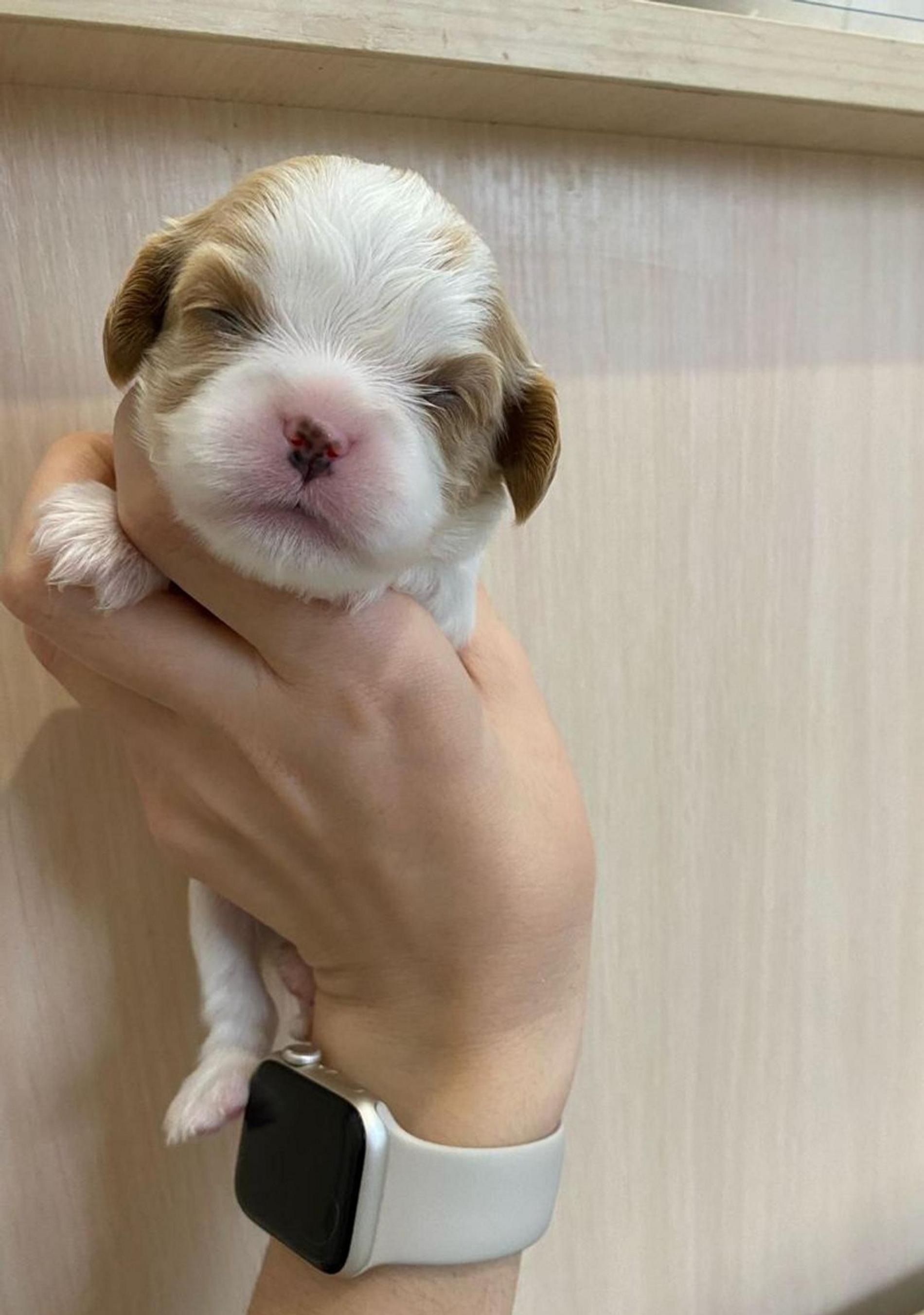 Таксюша. Фото: Super