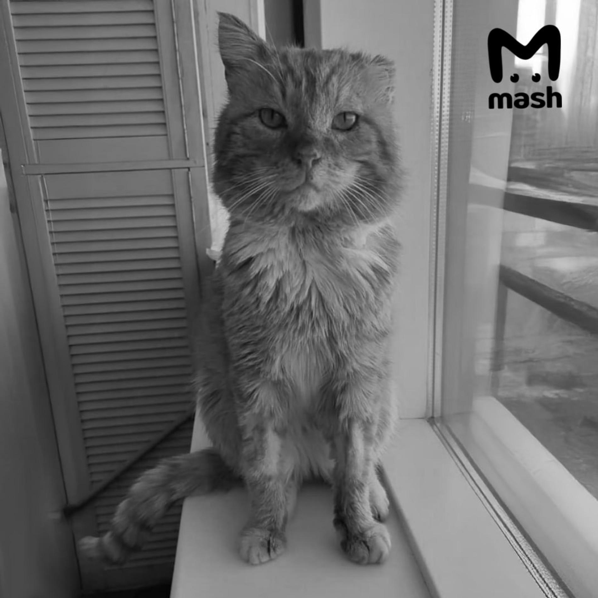 Фото: телеграм-канал Mash