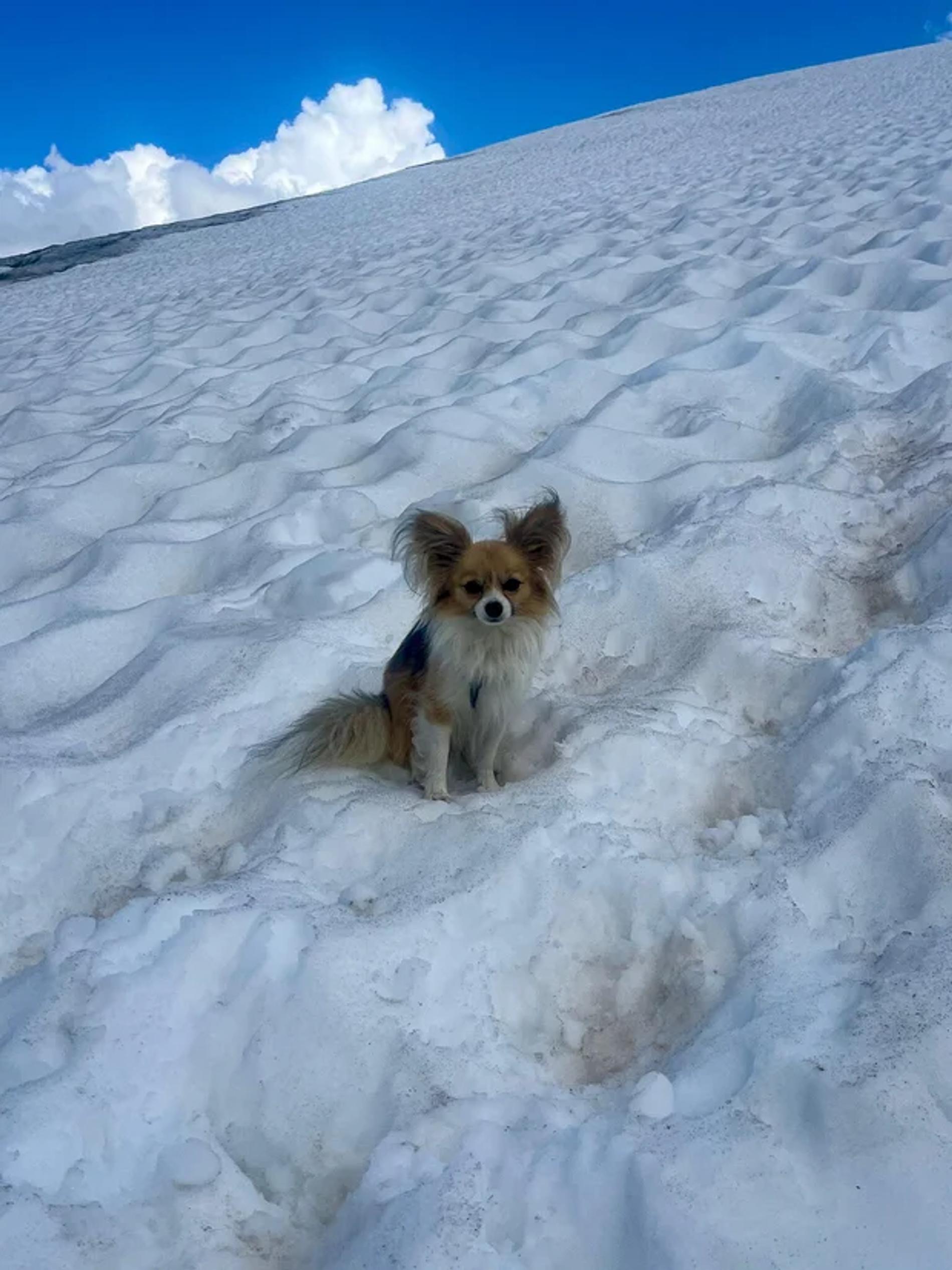 Фото: Air Zermatt