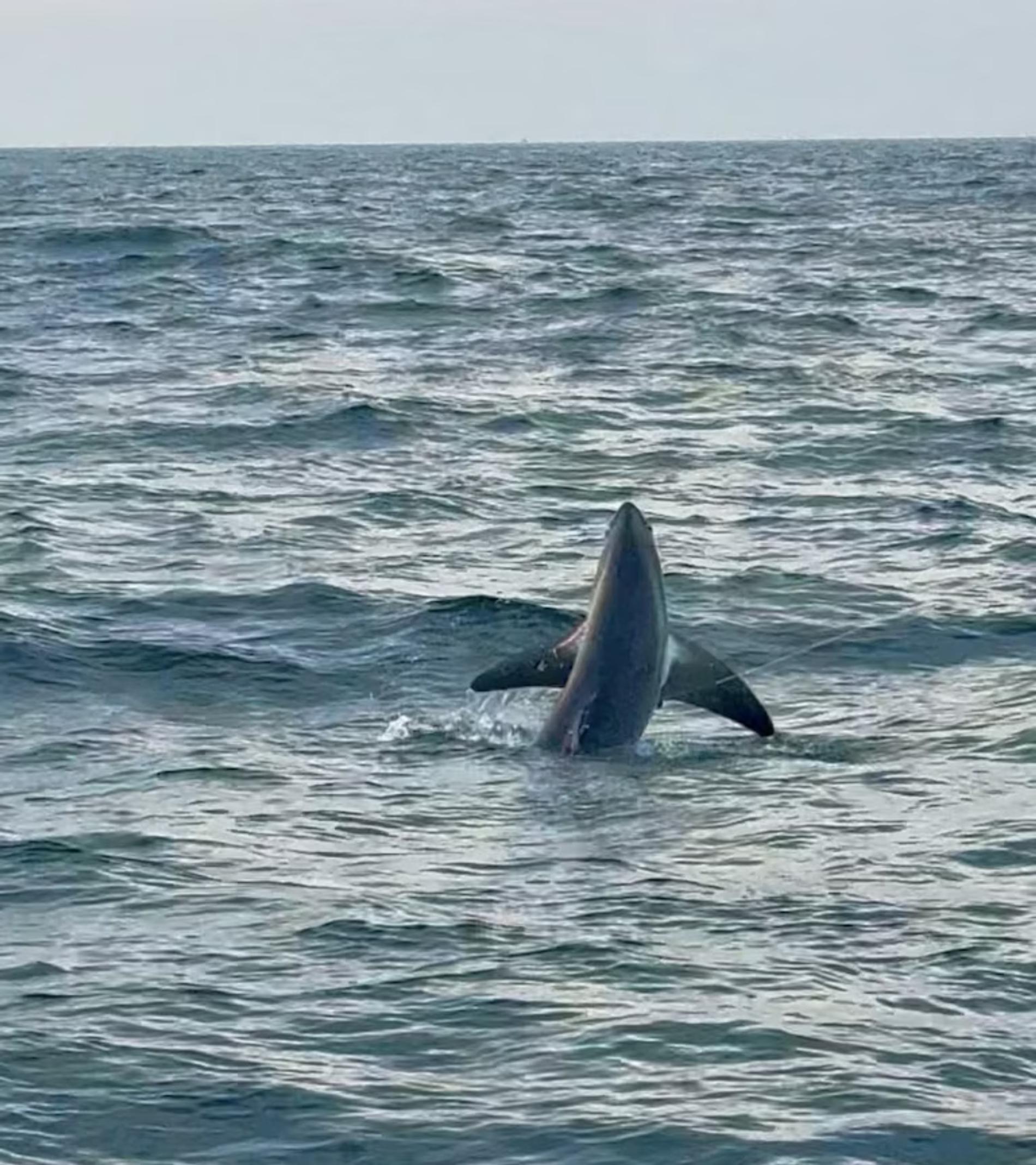 Акула на крючке. Фото: Angling Times