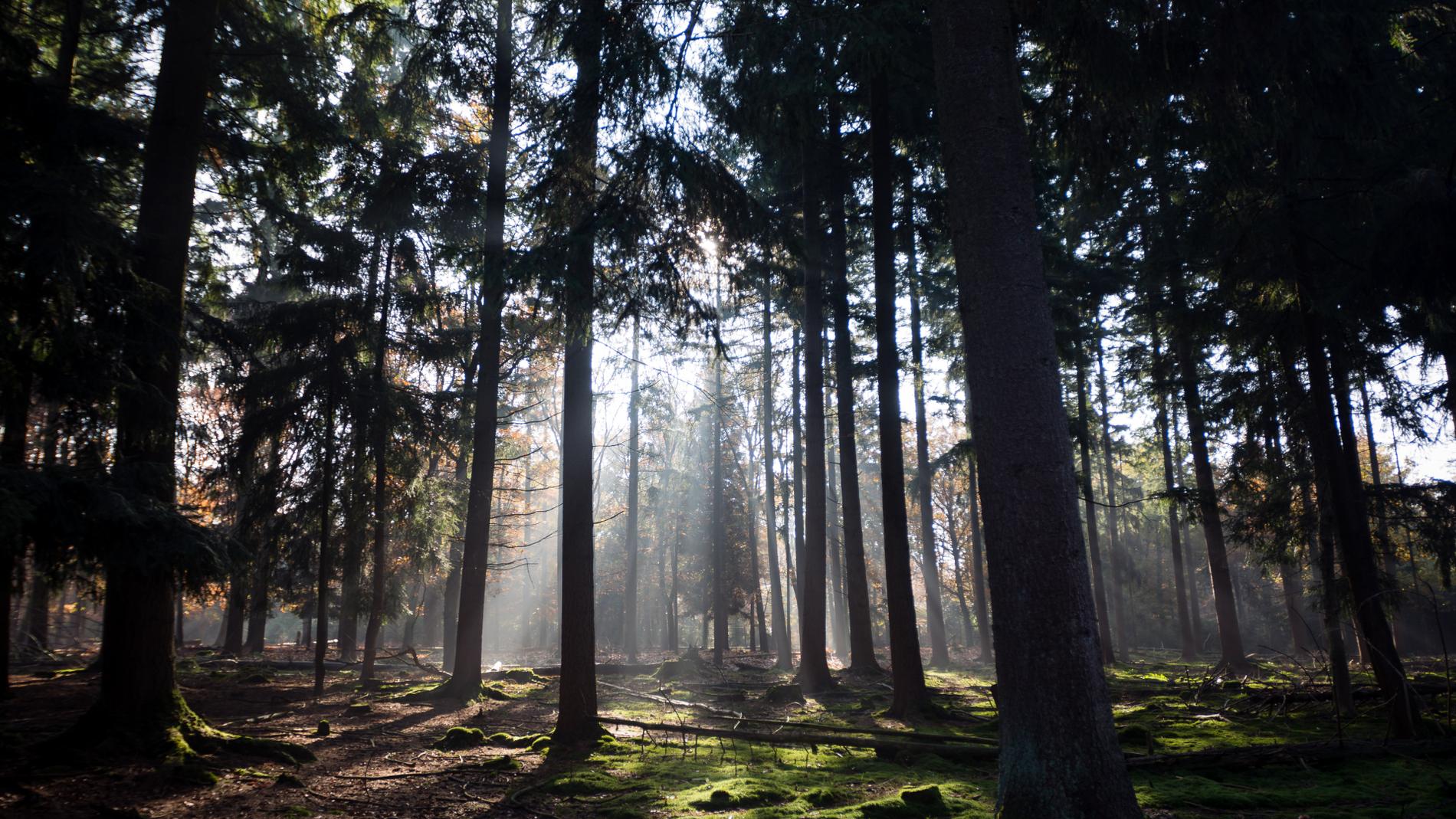 Подпись к изображению